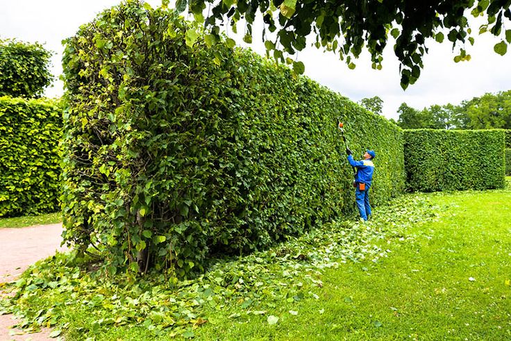 tall hedge trimming services in Caldwell ID