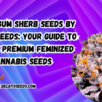 Bubble Gum Sherb seeds