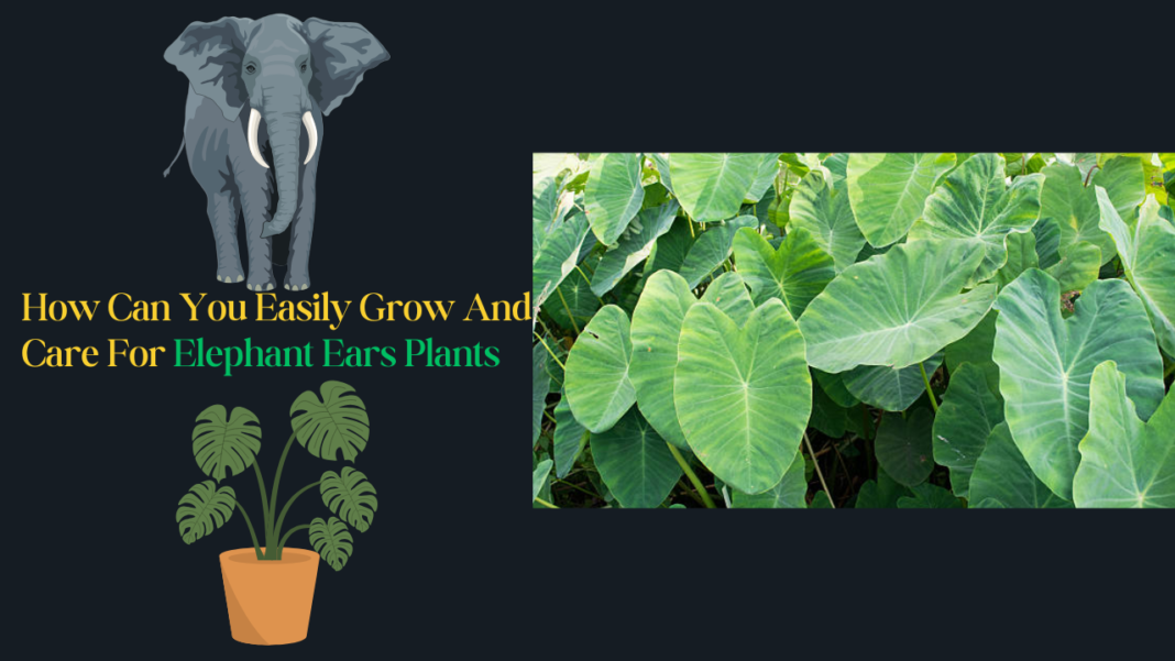 Elephant Ears Plants