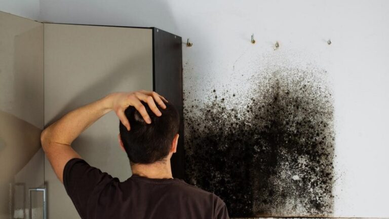 How Much Does It Cost To Remove Mold?