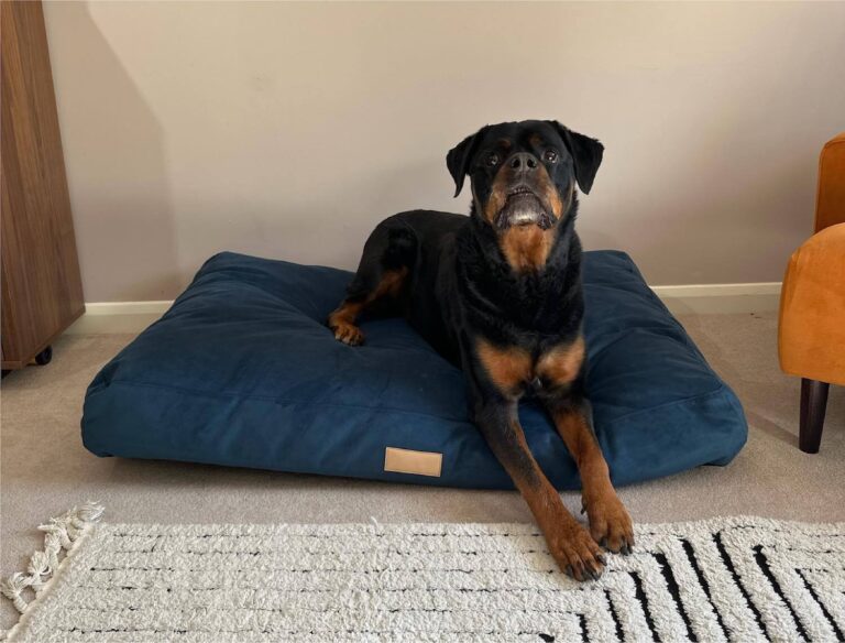 The Ultimate Guide to Luxury Pet Bed: Comfort, Style, and Health for Your Dog