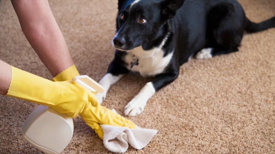 How To Remove Pet Odor From Slippers?