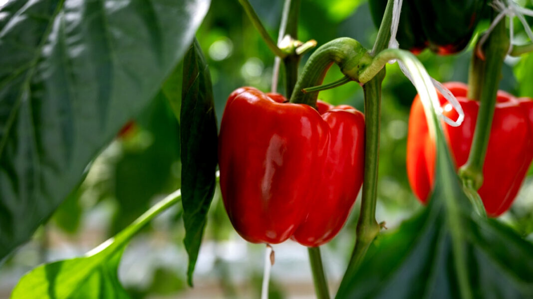 A Detailed Guide to Capsicum Farming in India