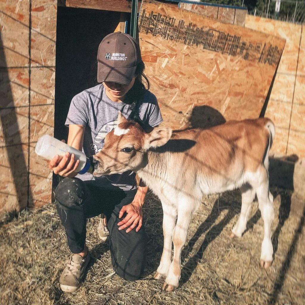 baby cow with a girl