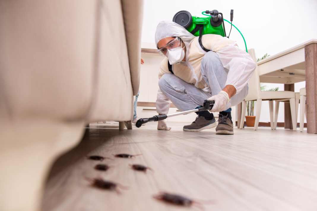 Pest Control in Lahore and pest control services