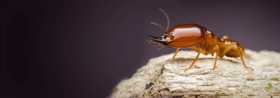 Reliable Termite Control Services in Lahore