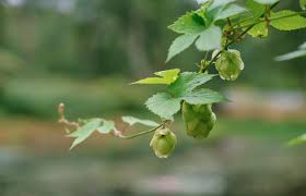 A Growing Guide to Hopshoot Farming in India 2024 A Growing Guide to Hopshoot Farming in India 2024