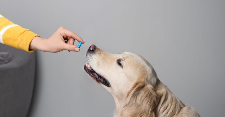 pet meds administration services in Los Angeles CA