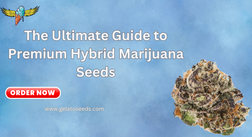 hybrid marijuana seeds