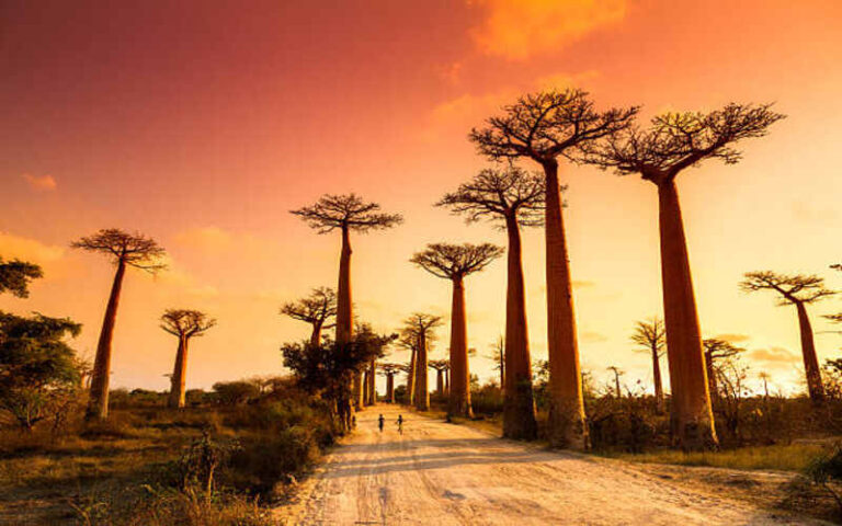 The Top 5 Must-Visit Attractions in Madagascar The Top 5 Must-Visit Attractions in Madagascar
