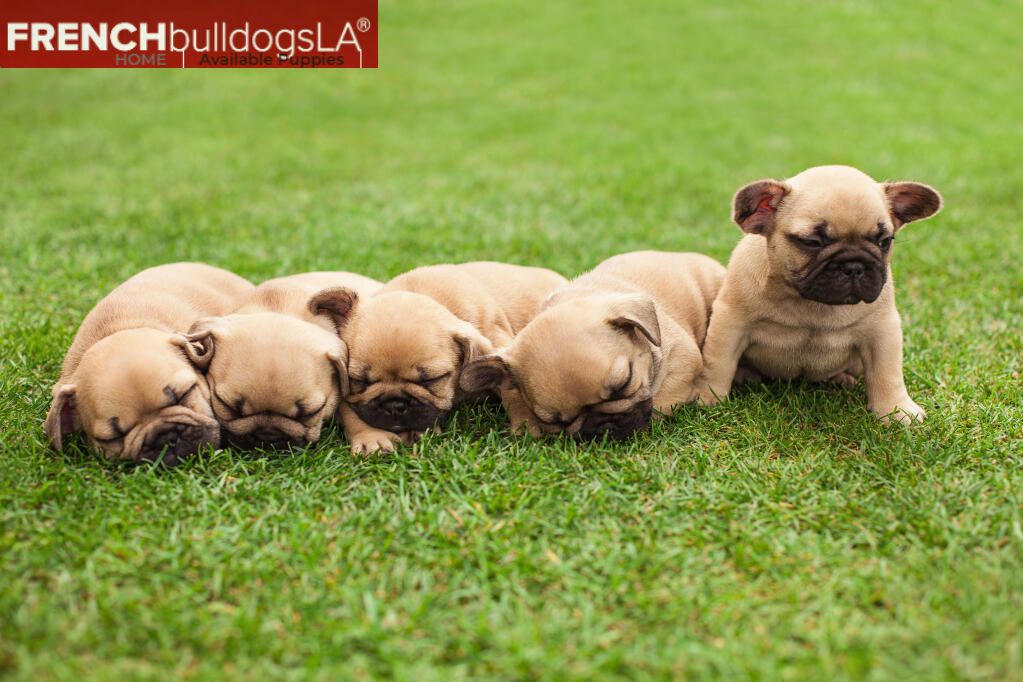 French Bulldogs LA