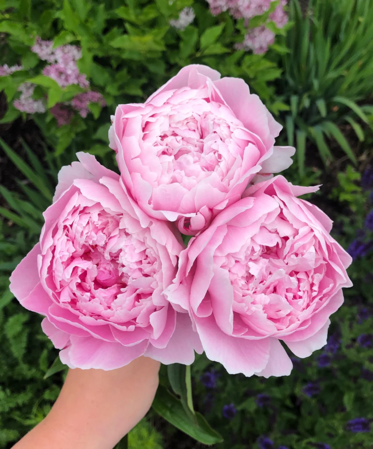 8 Skincare Benefits of Cactus Water and Chinese Peony