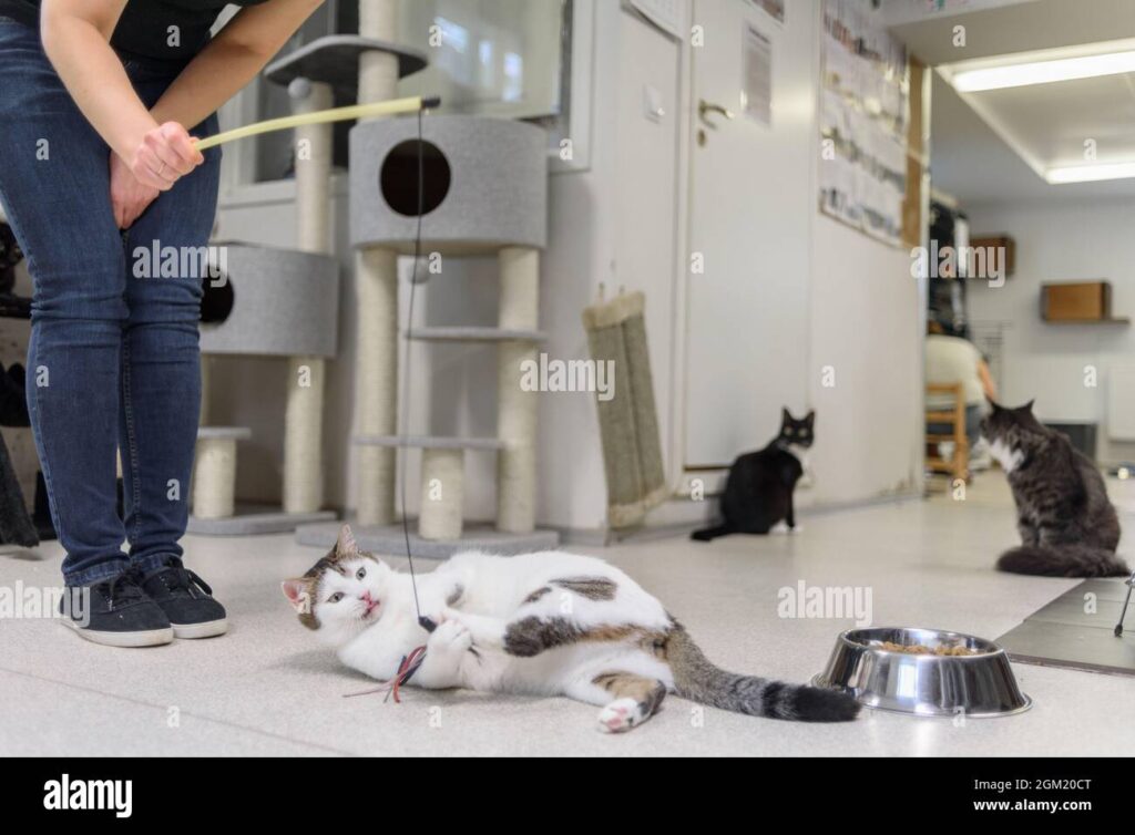 cat daycare services