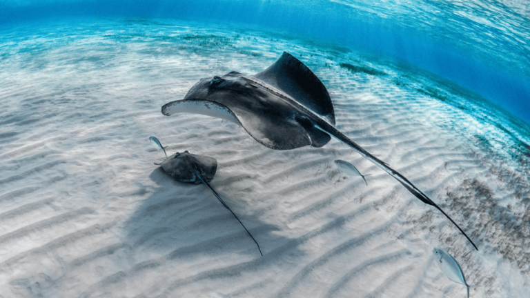 Explore the Fantastic Dubai Dolphinarium Tour Explore the Fantastic Dubai Dolphinarium Tour