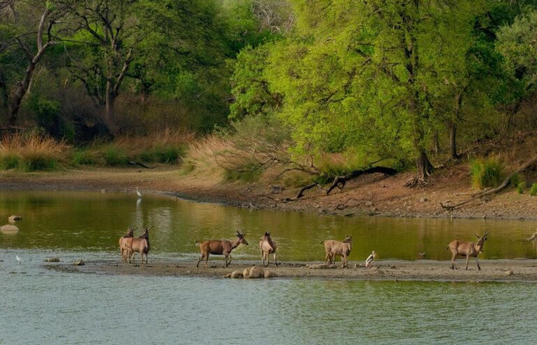 Jim Corbett National Park